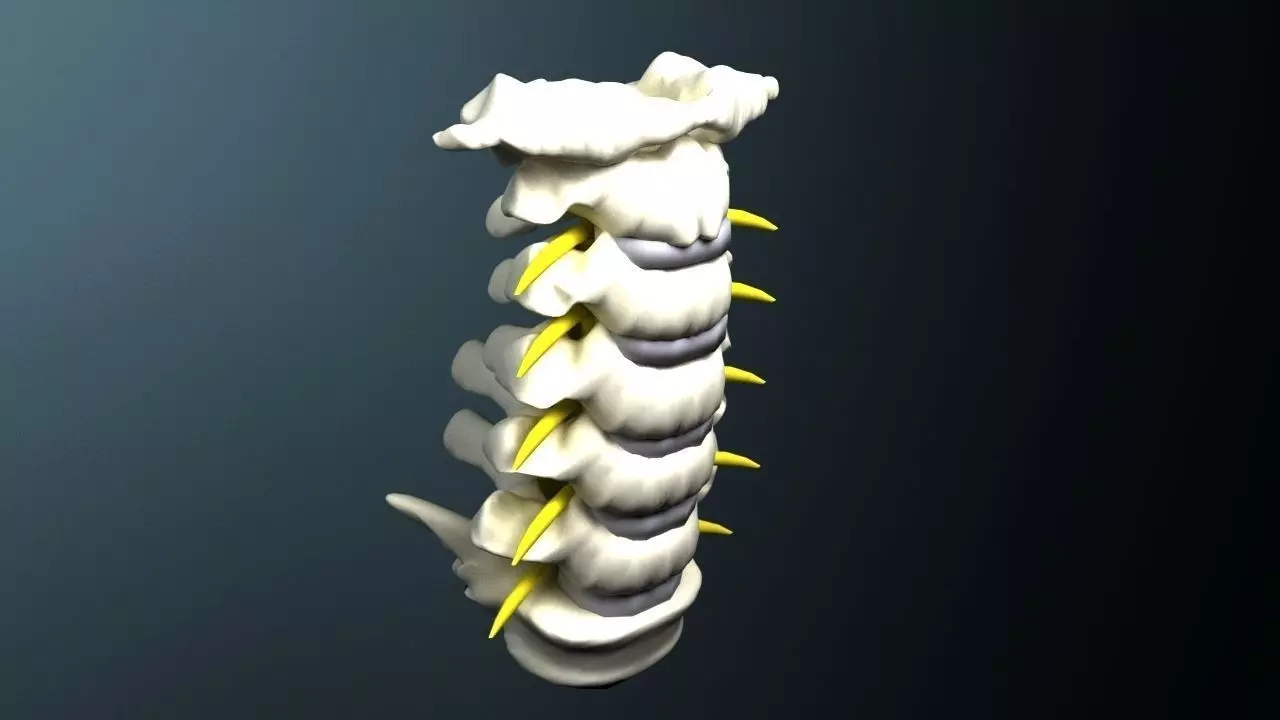 Cervical spine with cord 3D model_0