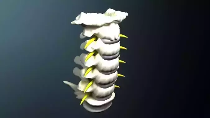 Cervical spine with cord 3D model