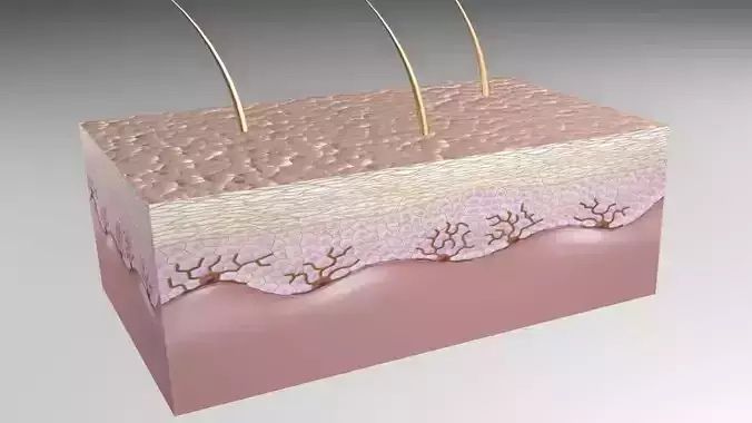 Skin Epidermis layers Low-poly 3D model