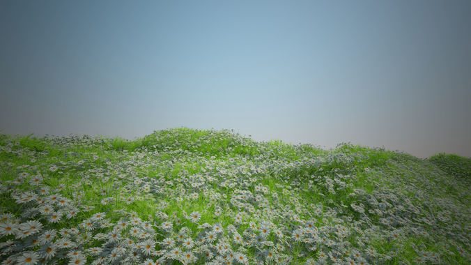 Camomile and  Coastal grass and Plant Low-poly 3D model