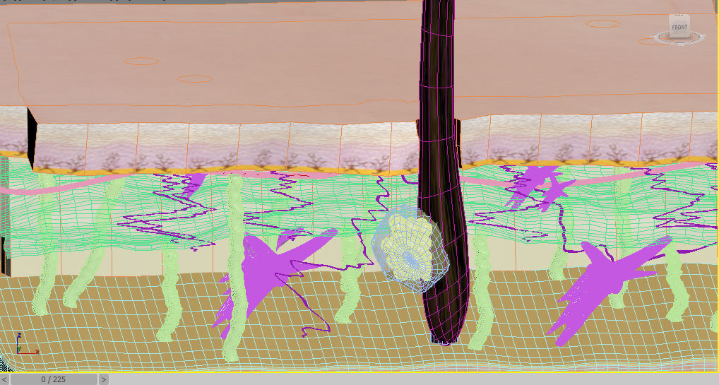 Skin Layers cross section 3D model_5