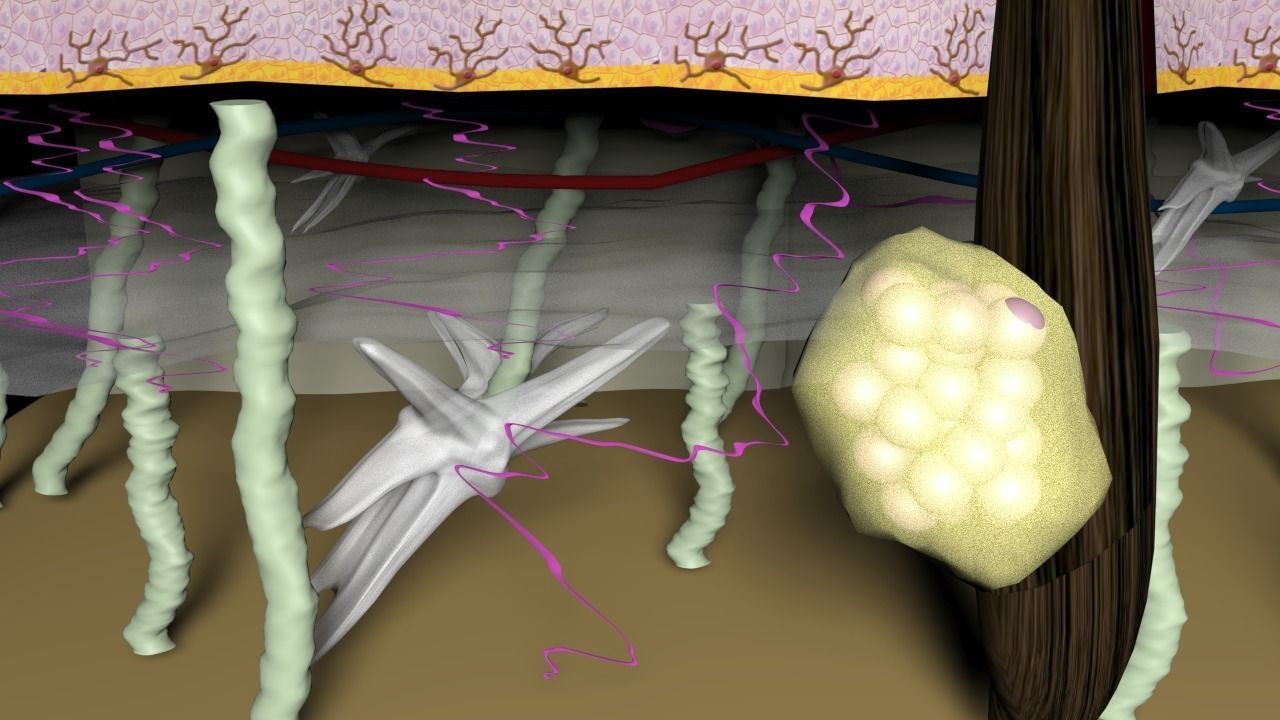Skin Layers cross section 3D model_4