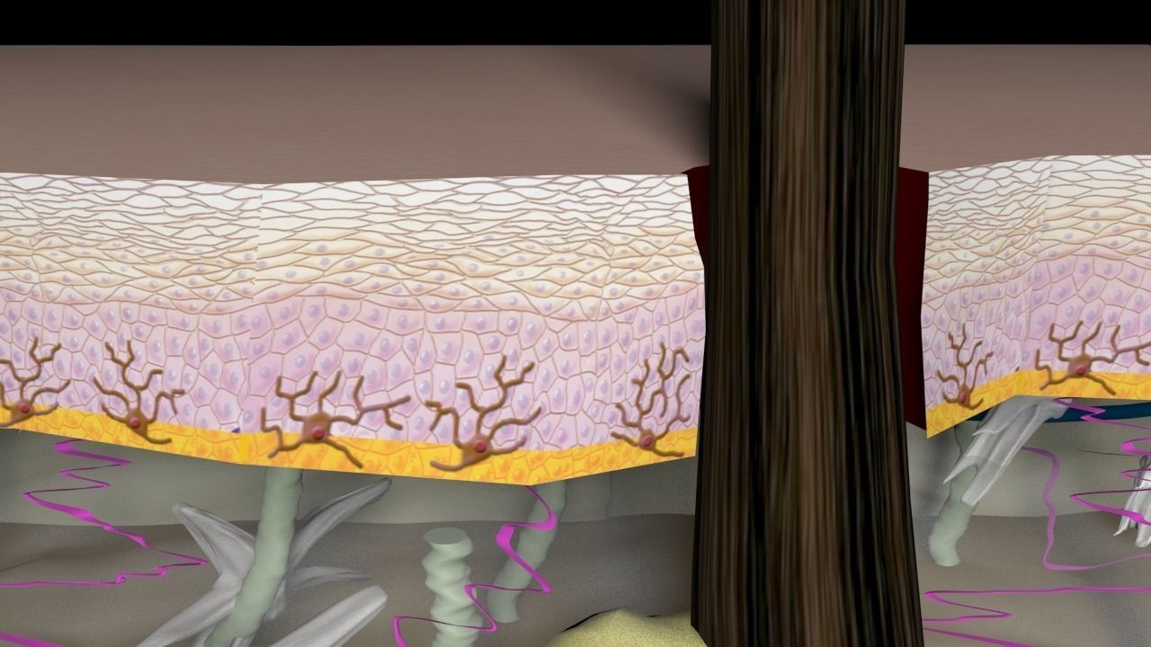 Skin Layers cross section 3D model_2