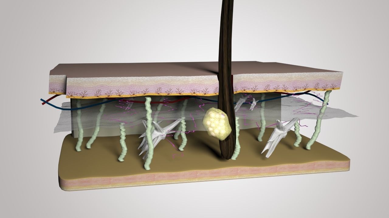 Skin Layers cross section 3D model_0