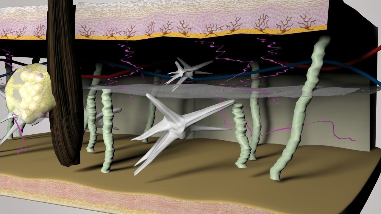 Skin Layers cross section 3D model_3