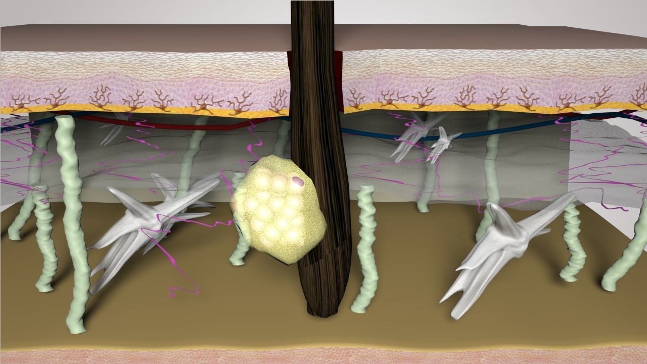Skin Layers cross section 3D model_1