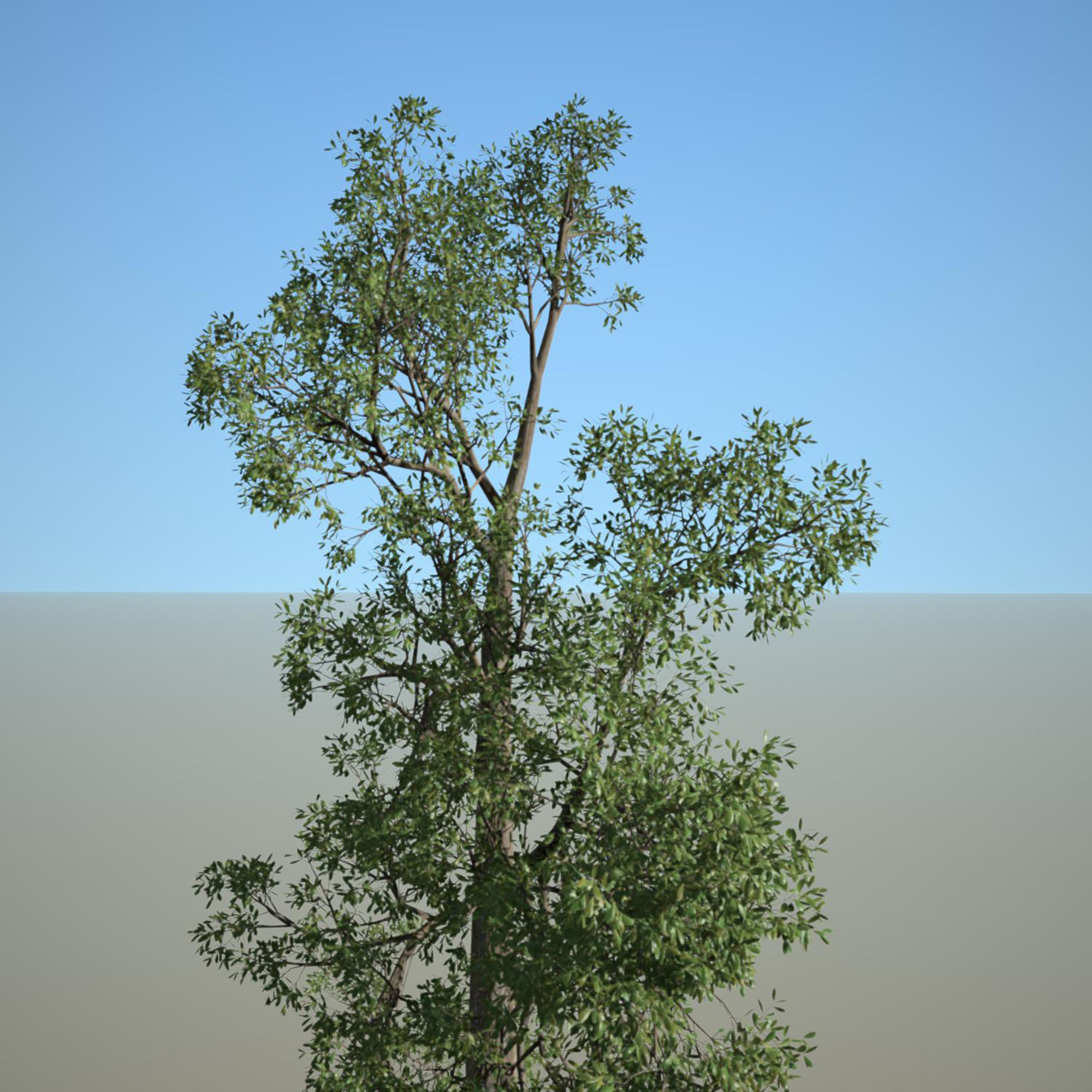 Tree 3d Model No 4 3D model_4