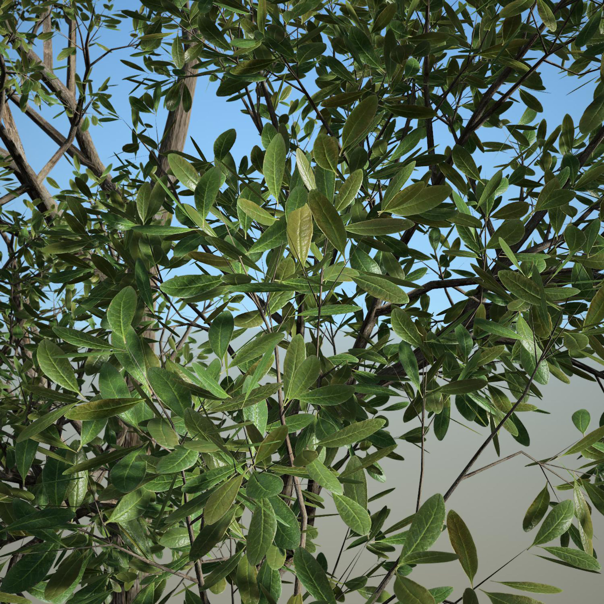 Tree 3d Model No 4 3D model_1