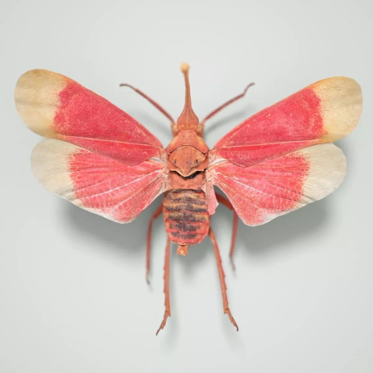 Cicada Pyrops Hamdjahi Peleng Insect Low-poly 3D model