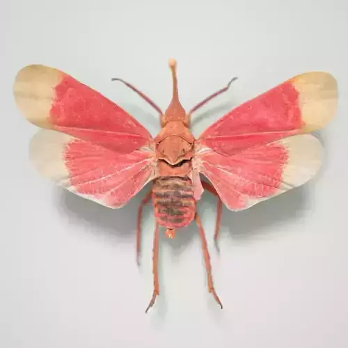 Cicada Pyrops Hamdjahi Peleng Insect Low-poly 3D model