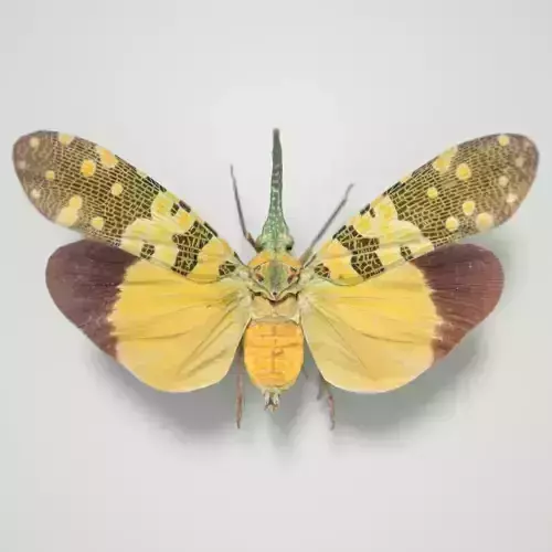Cicada Pyrops Spinolae Cambodia Insect Low-poly 3D model