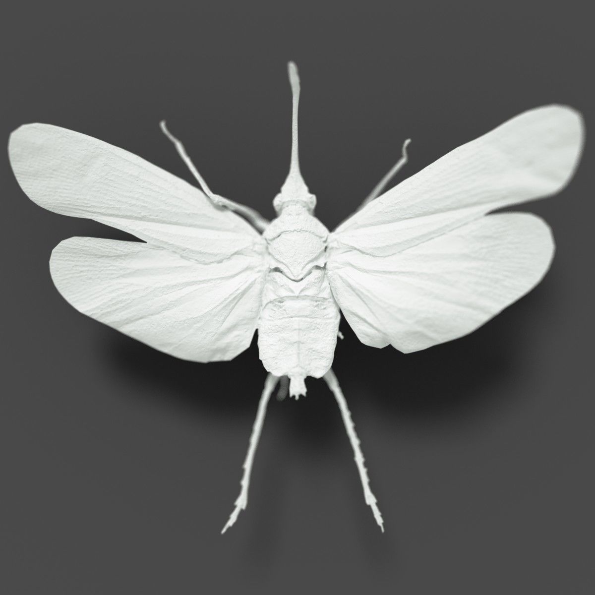 Cicada Saiva Gemmata Laos Insect Low-poly 3D model_1