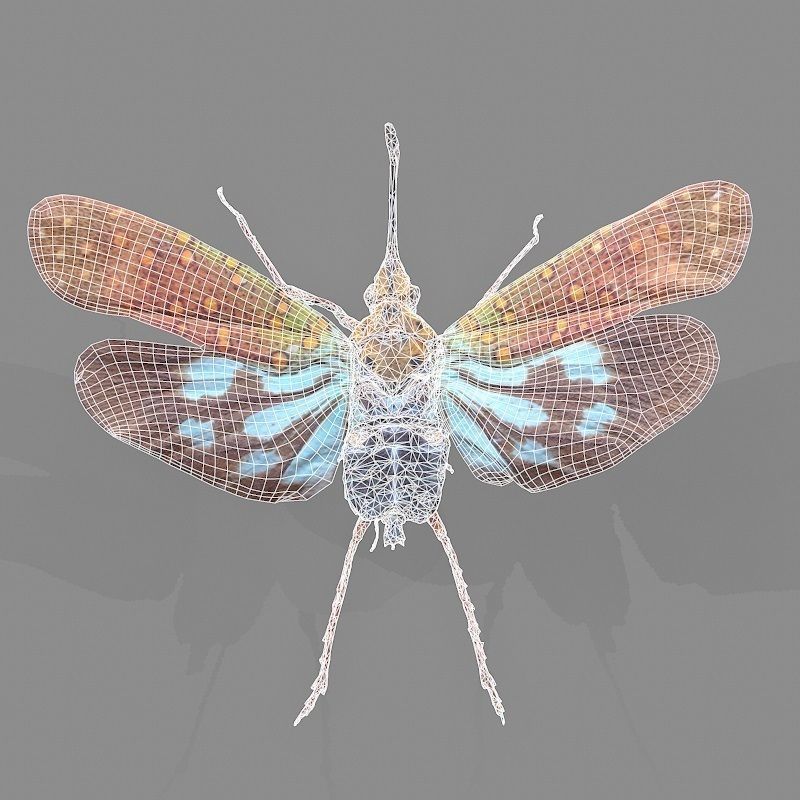Cicada Saiva Gemmata Laos Insect Low-poly 3D model_5