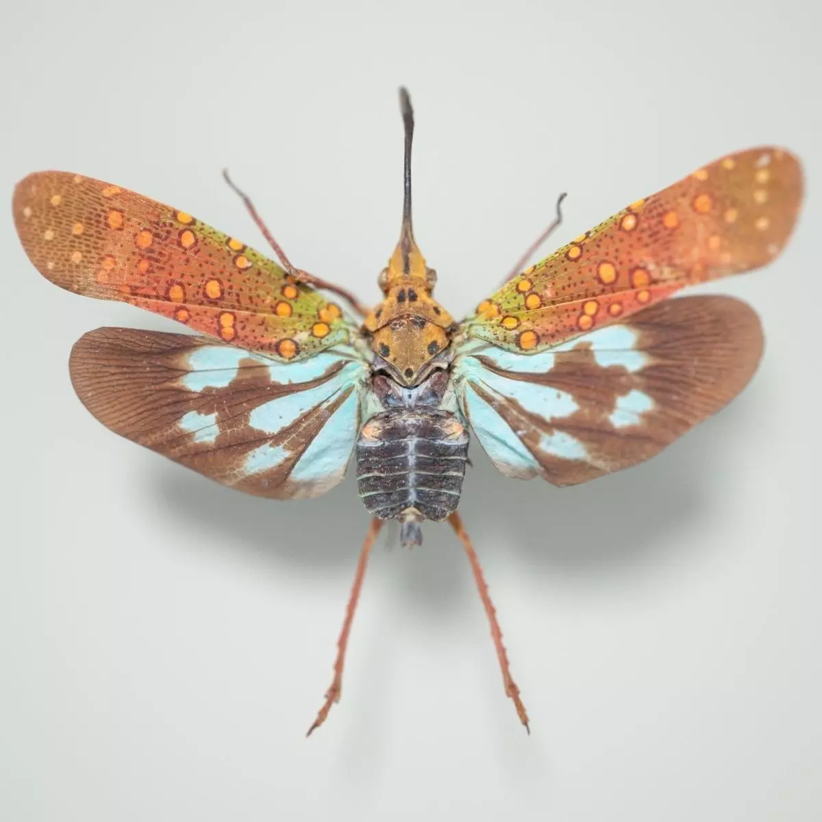 Cicada Saiva Gemmata Laos Insect Low-poly 3D model_0