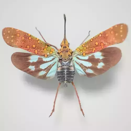 Cicada Saiva Gemmata Laos Insect Low-poly 3D model