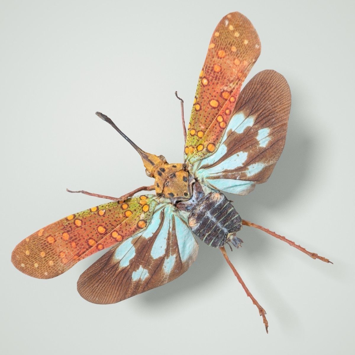 Cicada Saiva Gemmata Laos Insect Low-poly 3D model_2