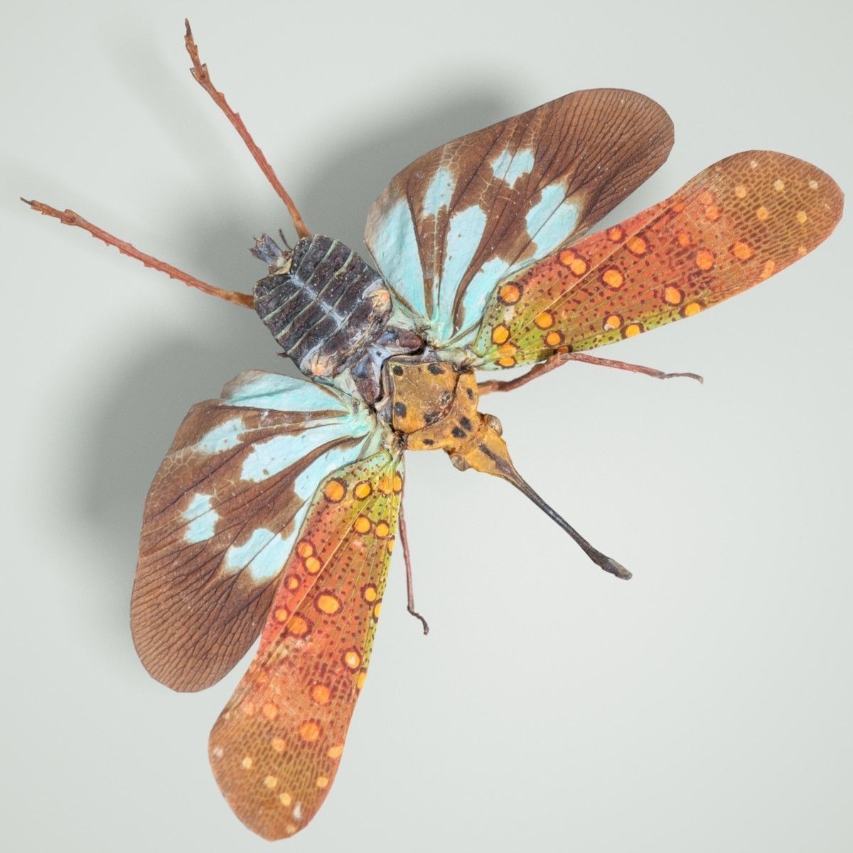 Cicada Saiva Gemmata Laos Insect Low-poly 3D model_3