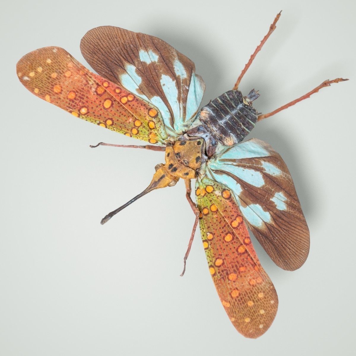 Cicada Saiva Gemmata Laos Insect Low-poly 3D model_4