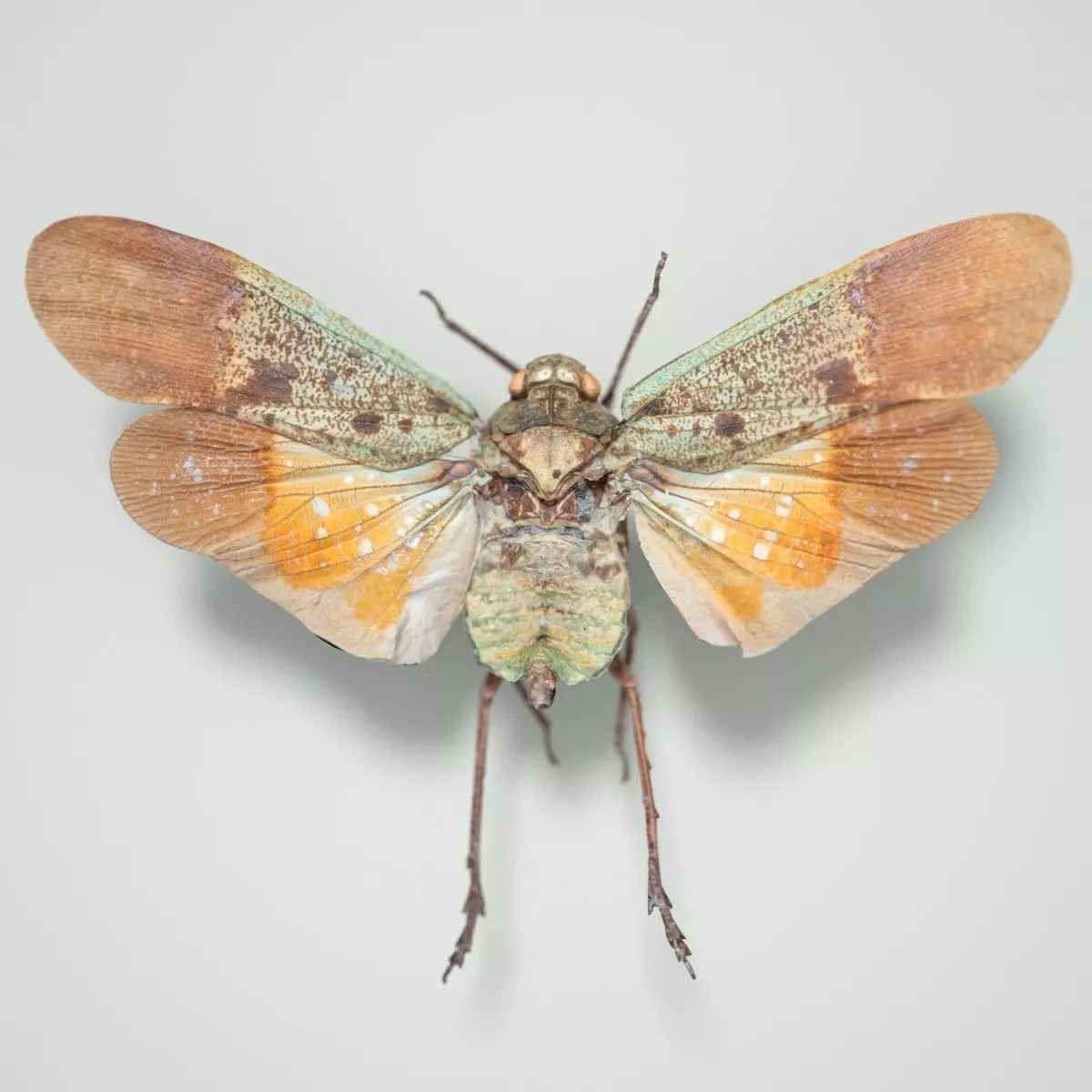 Cicada Penthicoides Farinosa Borneo Insect Low-poly 3D model_0