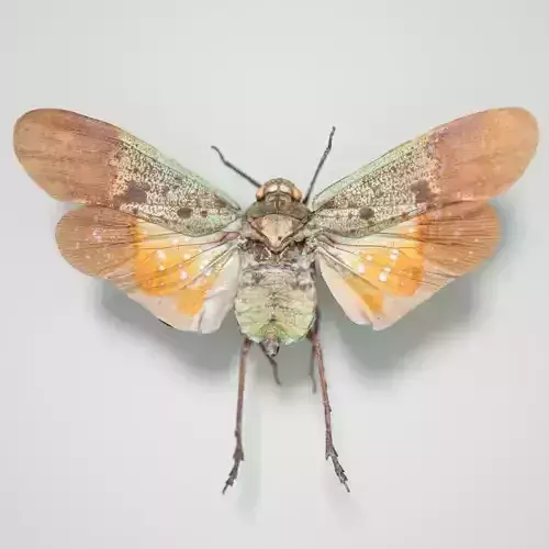 Cicada Penthicoides Farinosa Borneo Insect Low-poly 3D model