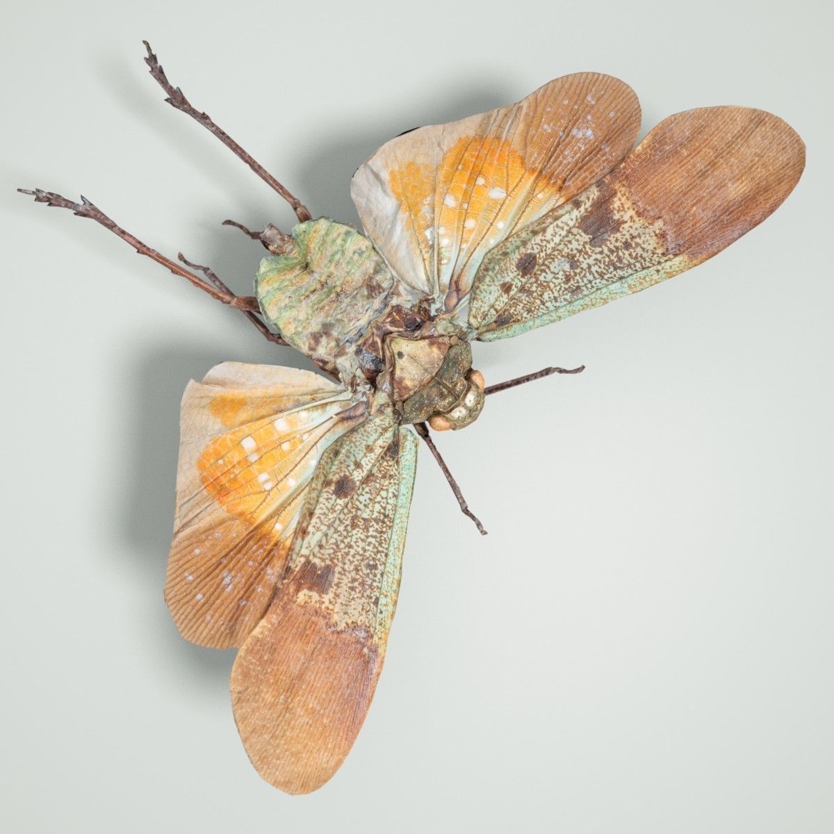 Cicada Penthicoides Farinosa Borneo Insect Low-poly 3D model_4