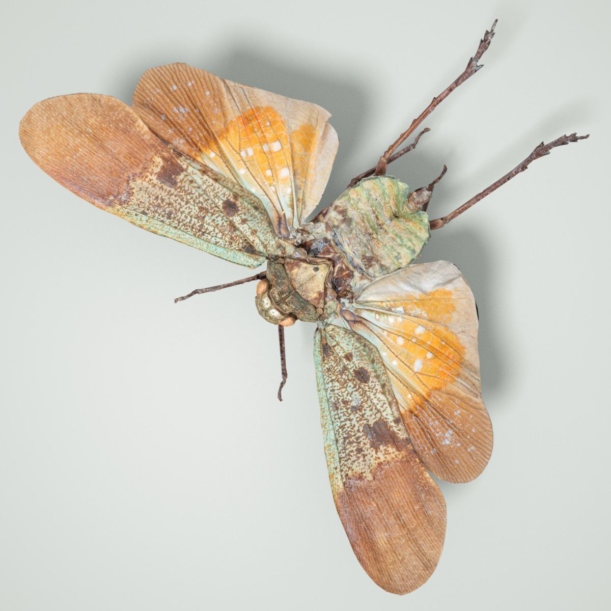 Cicada Penthicoides Farinosa Borneo Insect Low-poly 3D model_2