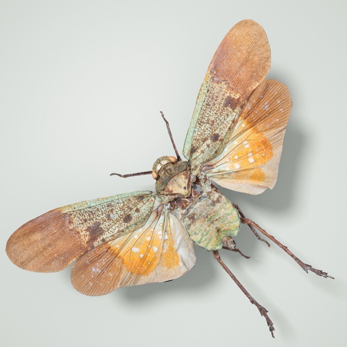 Cicada Penthicoides Farinosa Borneo Insect Low-poly 3D model_3