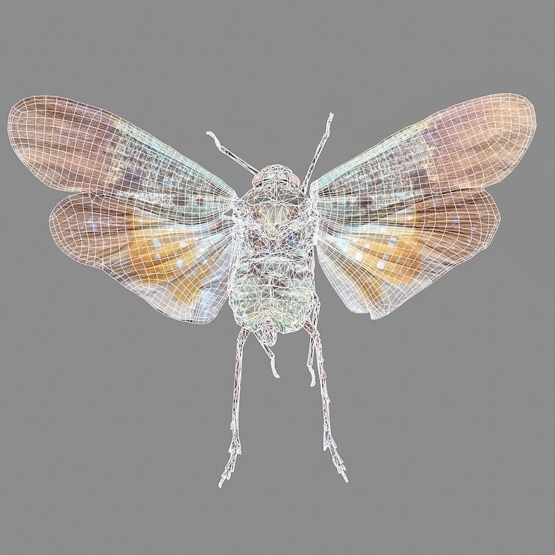Cicada Penthicoides Farinosa Borneo Insect Low-poly 3D model_5