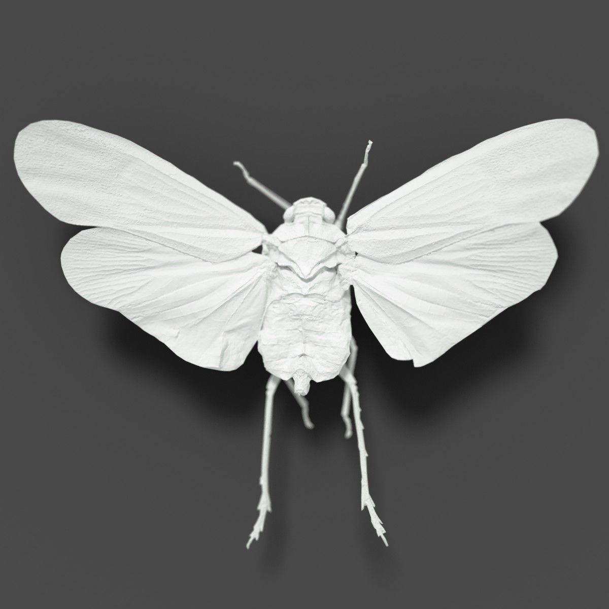 Cicada Penthicoides Farinosa Borneo Insect Low-poly 3D model_1