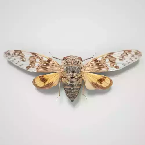 Cicada Platypleura Fulvigera Singapore Insect Low-poly 3D model