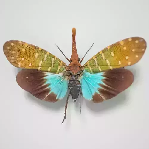 Cicada Pyrops Pyrorgyncha Borneo Insect Low-poly 3D model