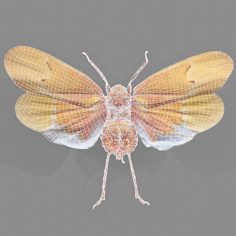 Cicada Scamandra Sanguiflua Sulawesi Insect Low-poly 3D model_5