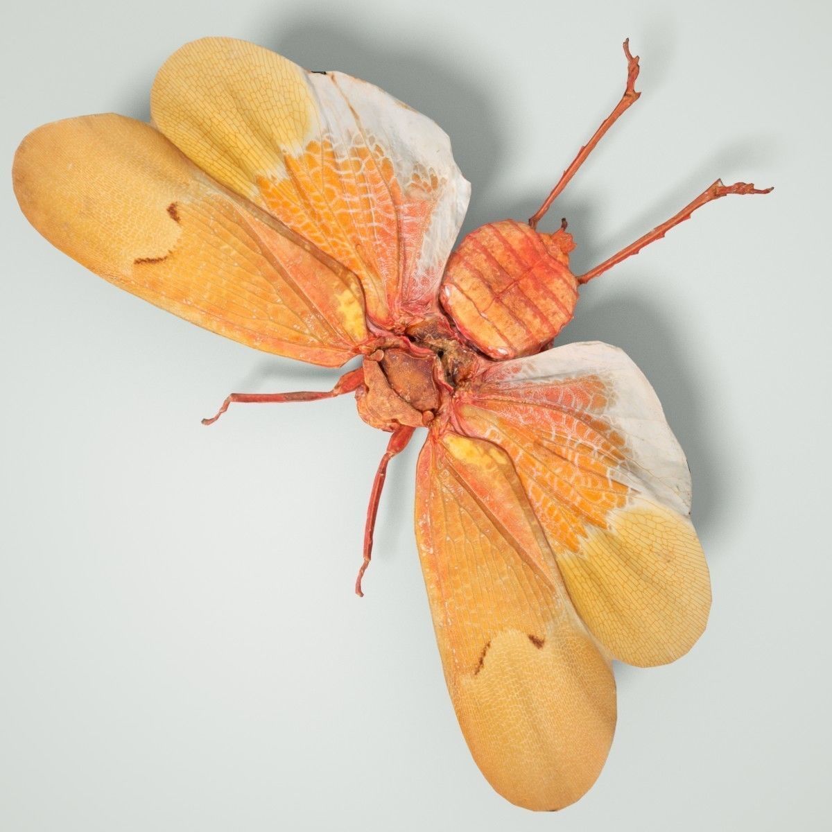 Cicada Scamandra Sanguiflua Sulawesi Insect Low-poly 3D model_4