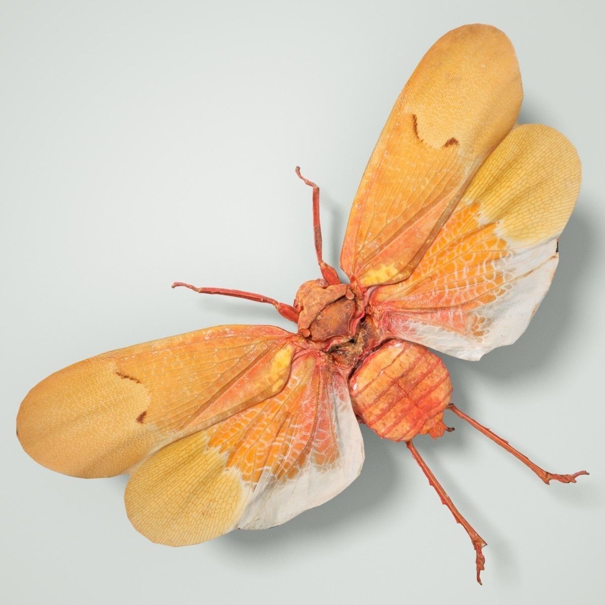 Cicada Scamandra Sanguiflua Sulawesi Insect Low-poly 3D model_2