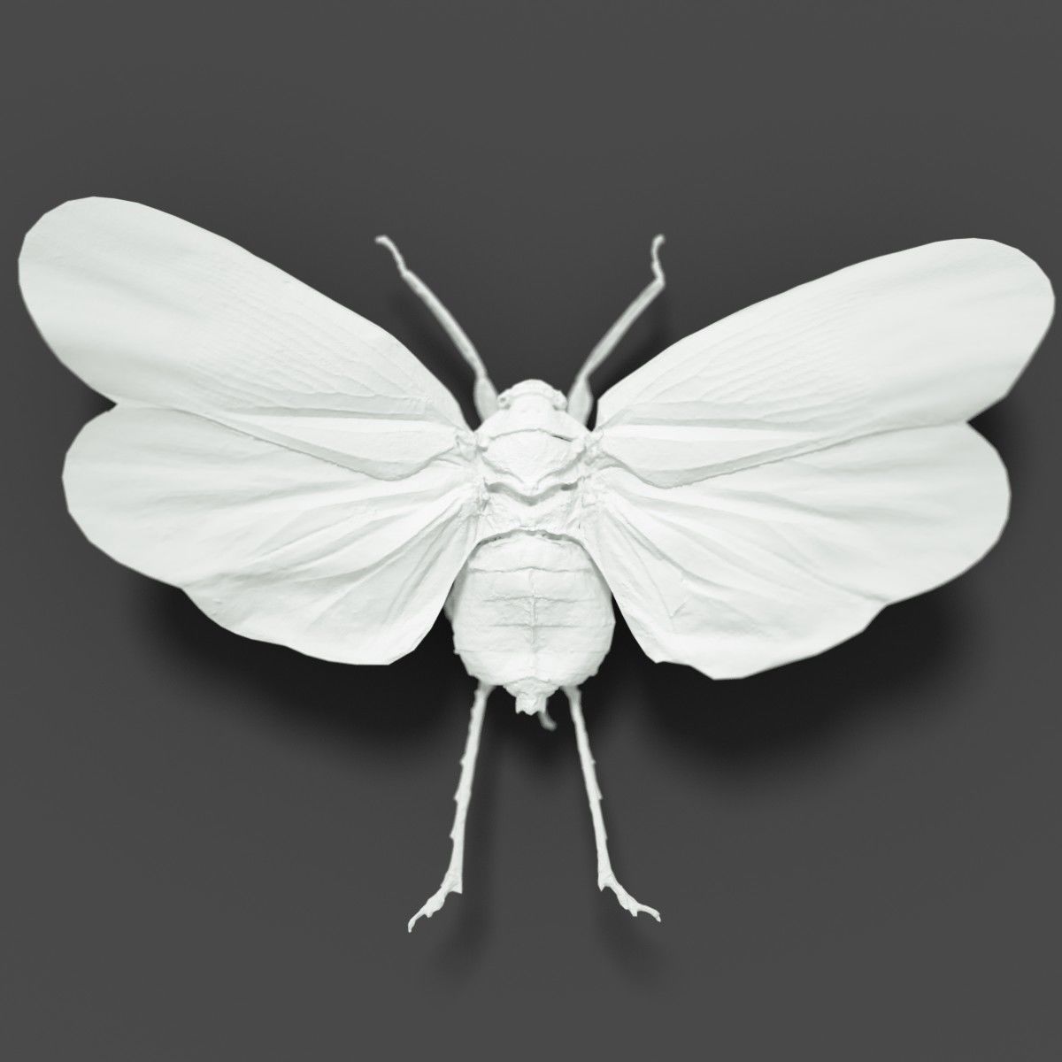 Cicada Scamandra Sanguiflua Sulawesi Insect Low-poly 3D model_1