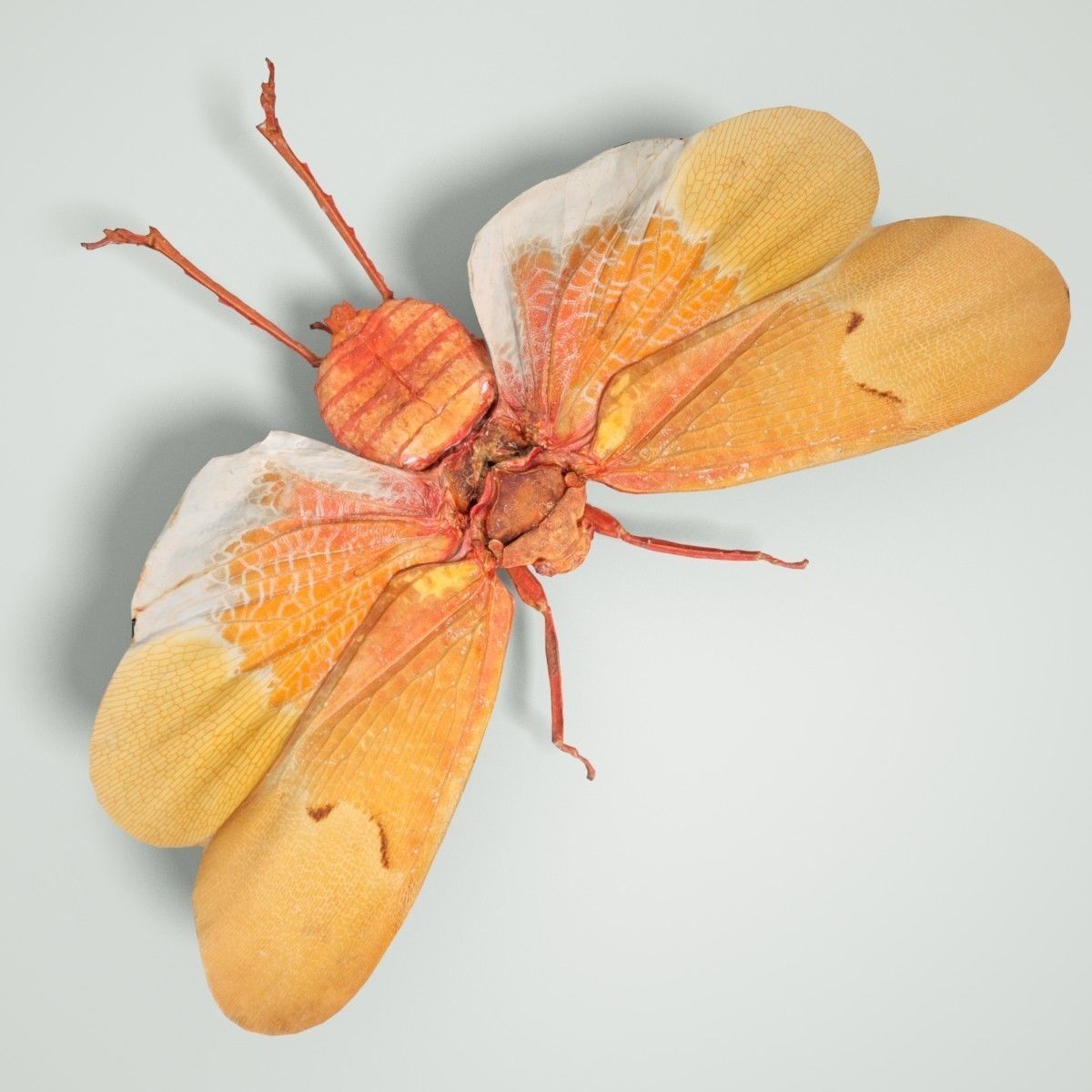 Cicada Scamandra Sanguiflua Sulawesi Insect Low-poly 3D model_3