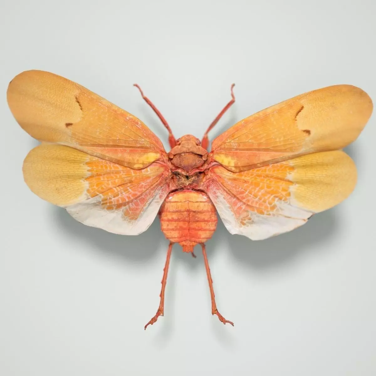 Cicada Scamandra Sanguiflua Sulawesi Insect Low-poly 3D model_0
