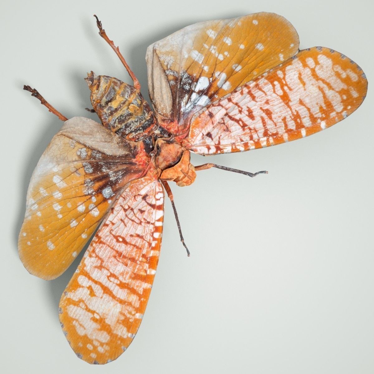 Cicada Aphaena Submaculata Cambodia Insect Low-poly 3D model_4