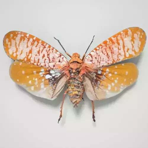 Cicada Aphaena Submaculata Cambodia Insect Low-poly 3D model