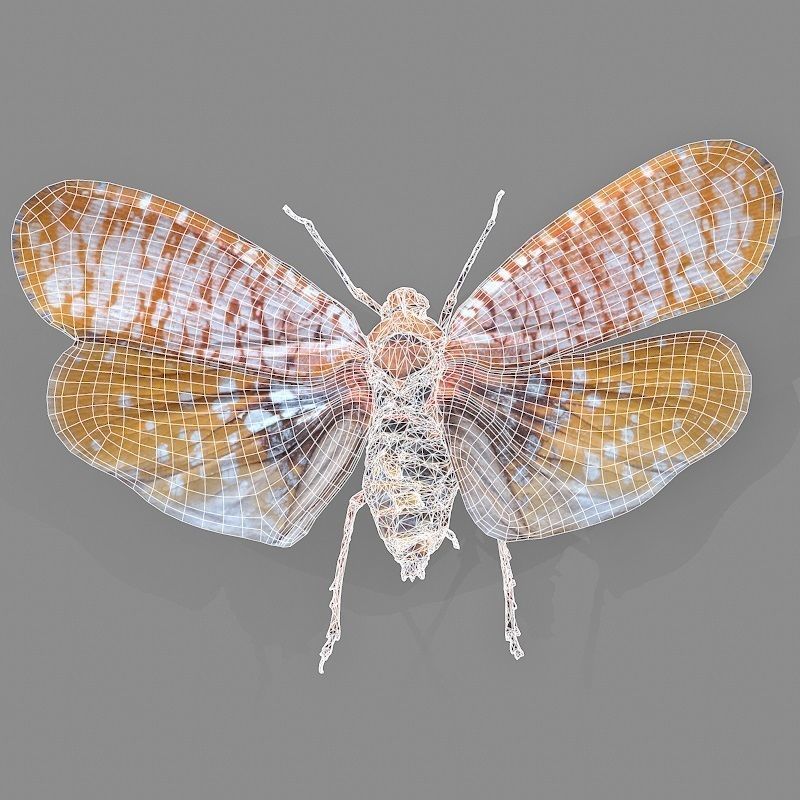 Cicada Aphaena Submaculata Cambodia Insect Low-poly 3D model_5