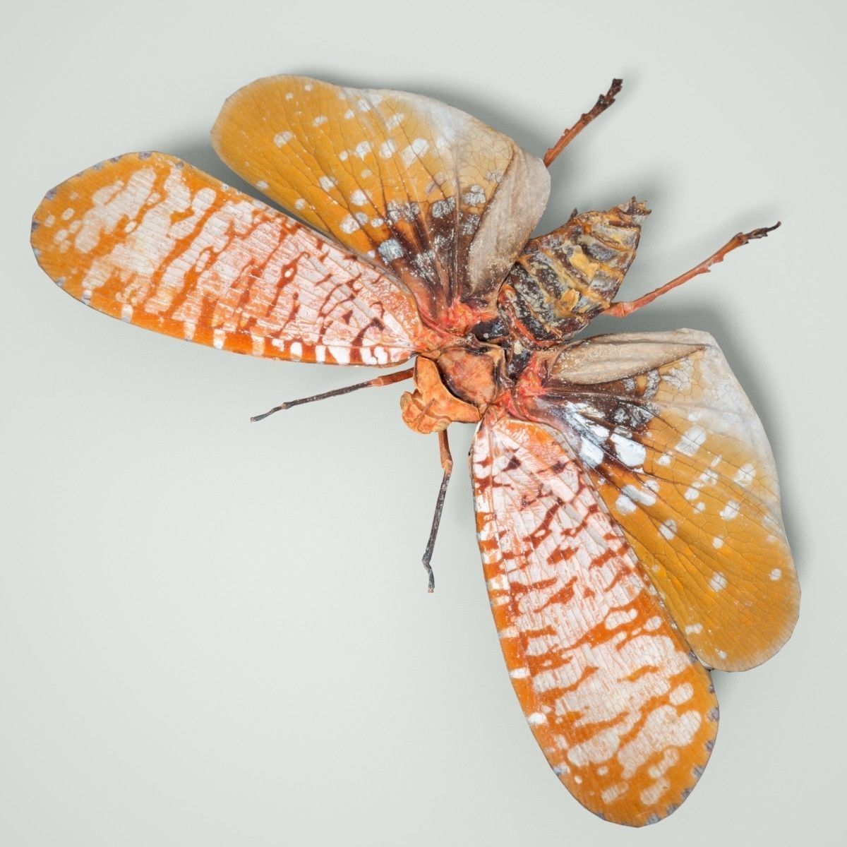 Cicada Aphaena Submaculata Cambodia Insect Low-poly 3D model_2