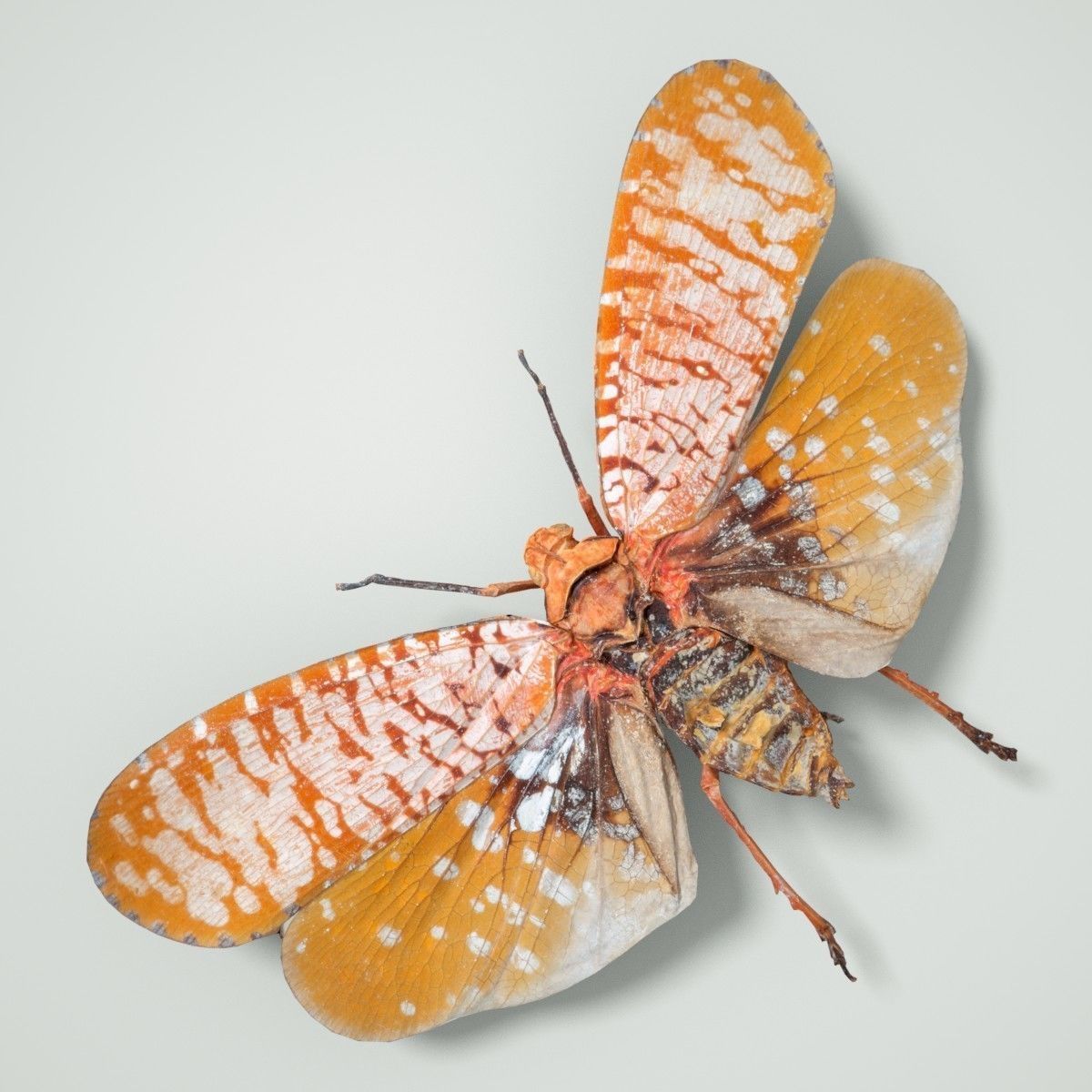 Cicada Aphaena Submaculata Cambodia Insect Low-poly 3D model_3