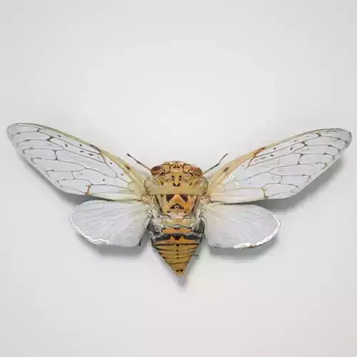 Cicada Platyloma Radah India Insect Low-poly 3D model