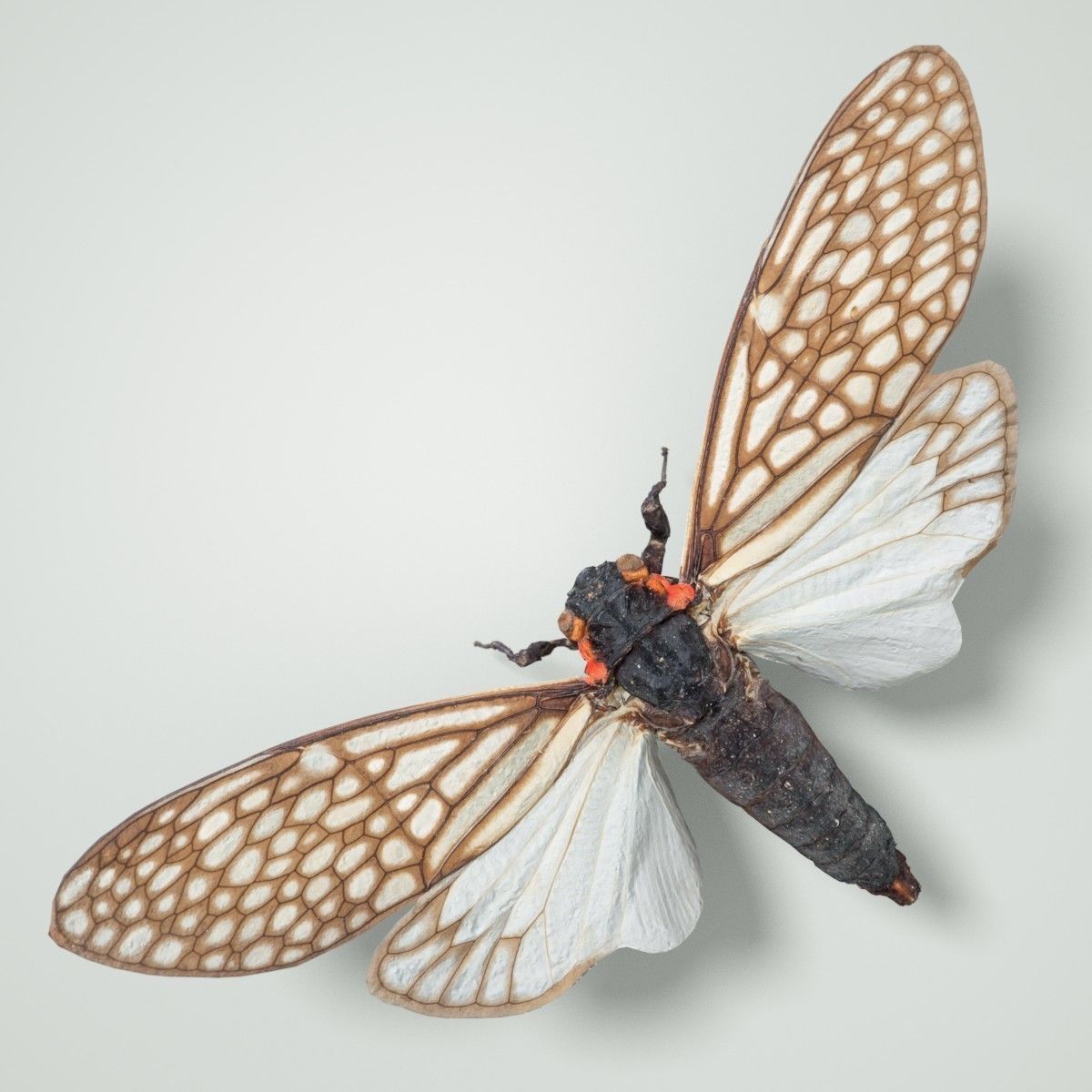 Cicada Ambragaena Palatinus China Insect Low-poly 3D model_4