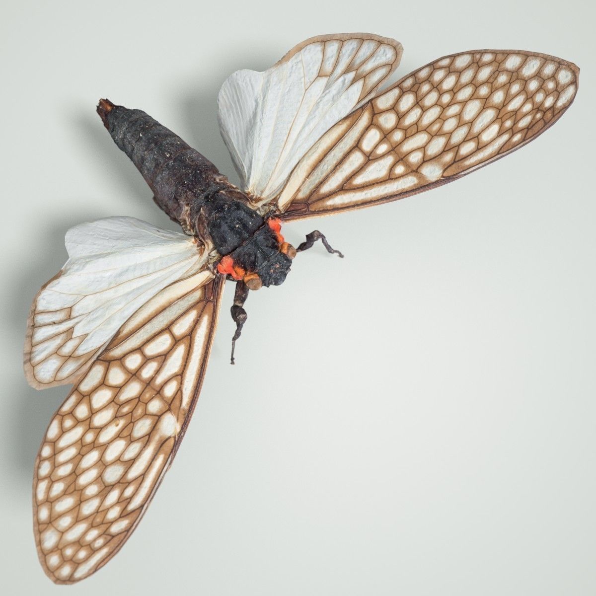 Cicada Ambragaena Palatinus China Insect Low-poly 3D model_2