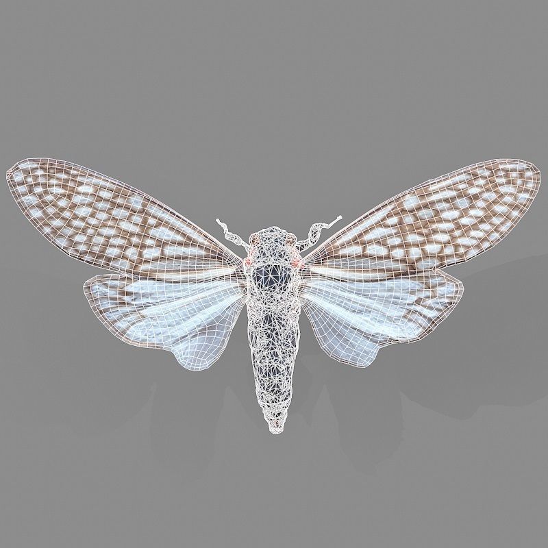 Cicada Ambragaena Palatinus China Insect Low-poly 3D model_5