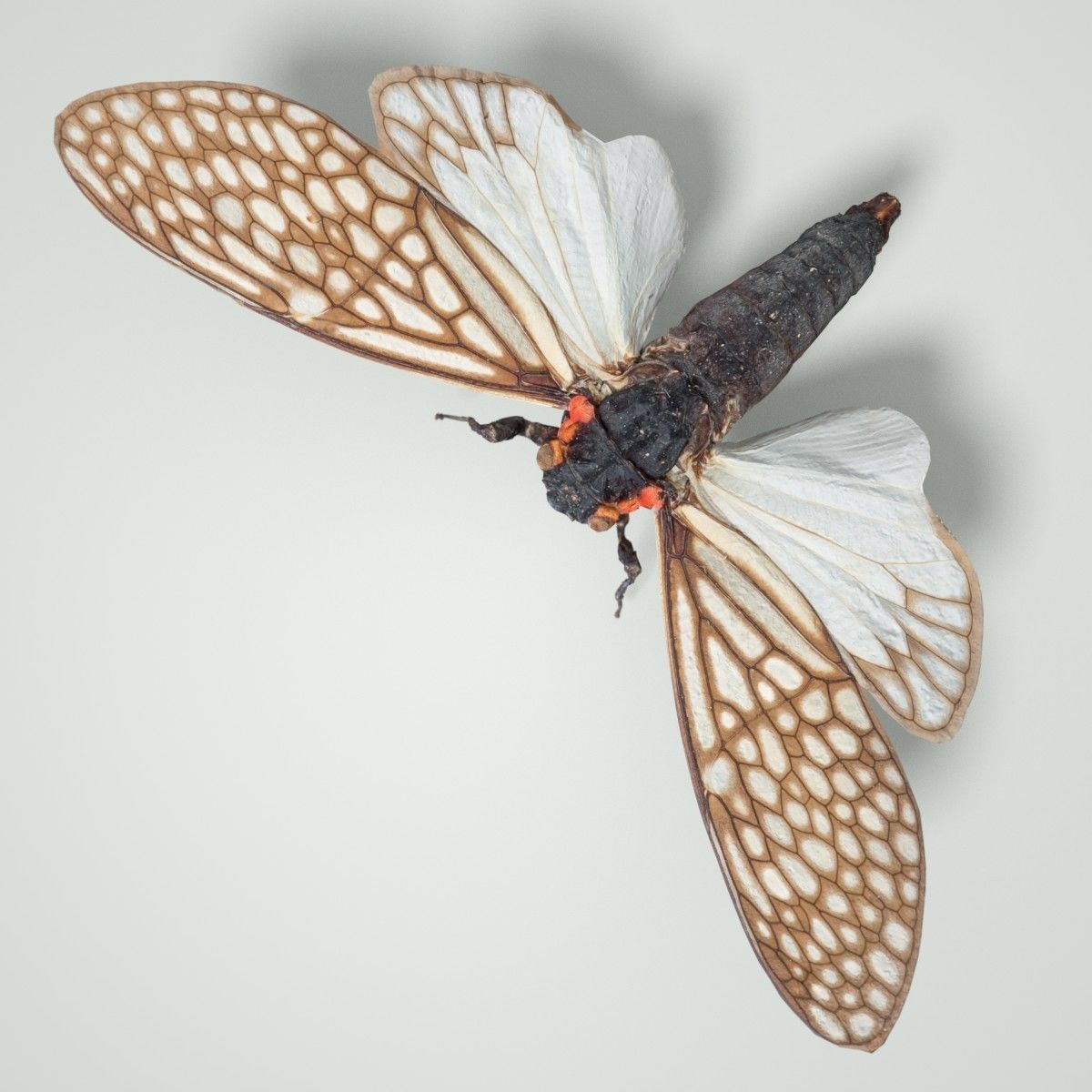 Cicada Ambragaena Palatinus China Insect Low-poly 3D model_3