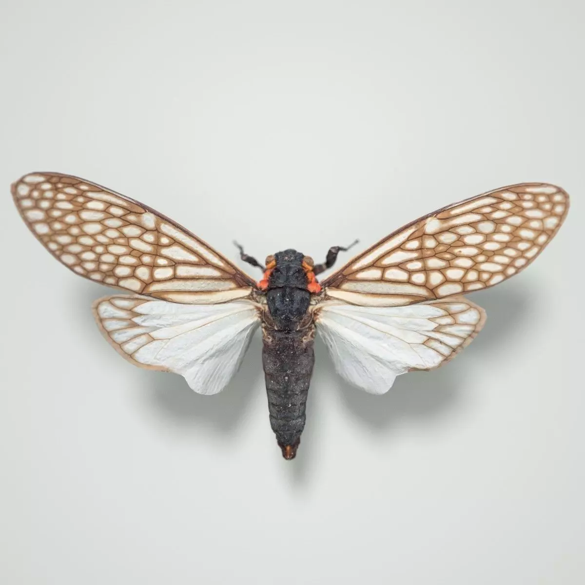 Cicada Ambragaena Palatinus China Insect Low-poly 3D model_0