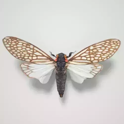 Cicada Ambragaena Palatinus China Insect Low-poly 3D model