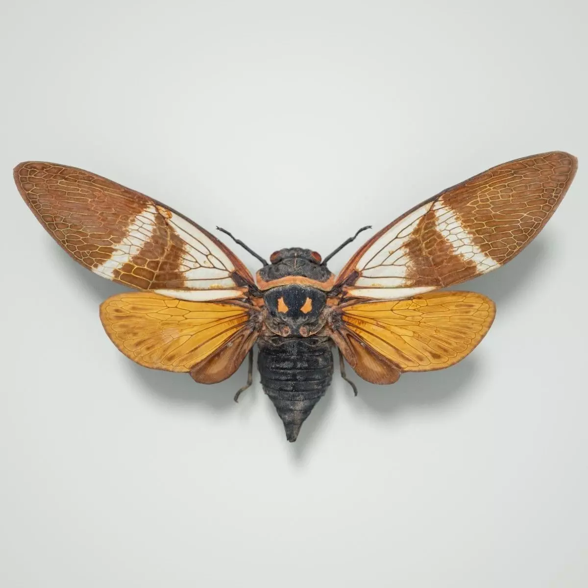 Cicada Anhamia Floridula Vietnam Insect Low-poly 3D model